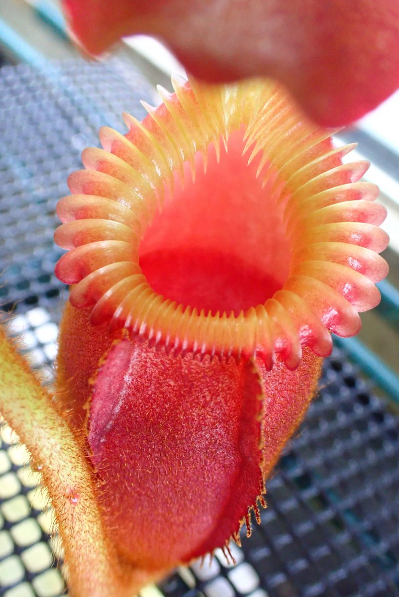 Nepenthes #villosa #Carnivorousplants #BE3225 #ネペンテス #ビロサ