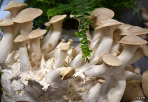 SoftGrip (@projectsoftgrip) on Twitter photo 🍄Growing the future of organic mushrooms!
The market is stable with growth potential in Switzerland & Germany, and Nesco's Noud Spetgens emphasises automation & long-term supermarket partnerships to manage rising costs.
<a href="/FreshPlaza_com/">FreshPlaza</a>
freshplaza.com/north-america/… 🍄Growing the future of organic mushrooms!
The market is stable with growth potential in Switzerland & Germany, and Nesco's Noud Spetgens emphasises automation & long-term supermarket partnerships to manage rising costs.
<a href="/FreshPlaza_com/">FreshPlaza</a>
freshplaza.com/north-america/…