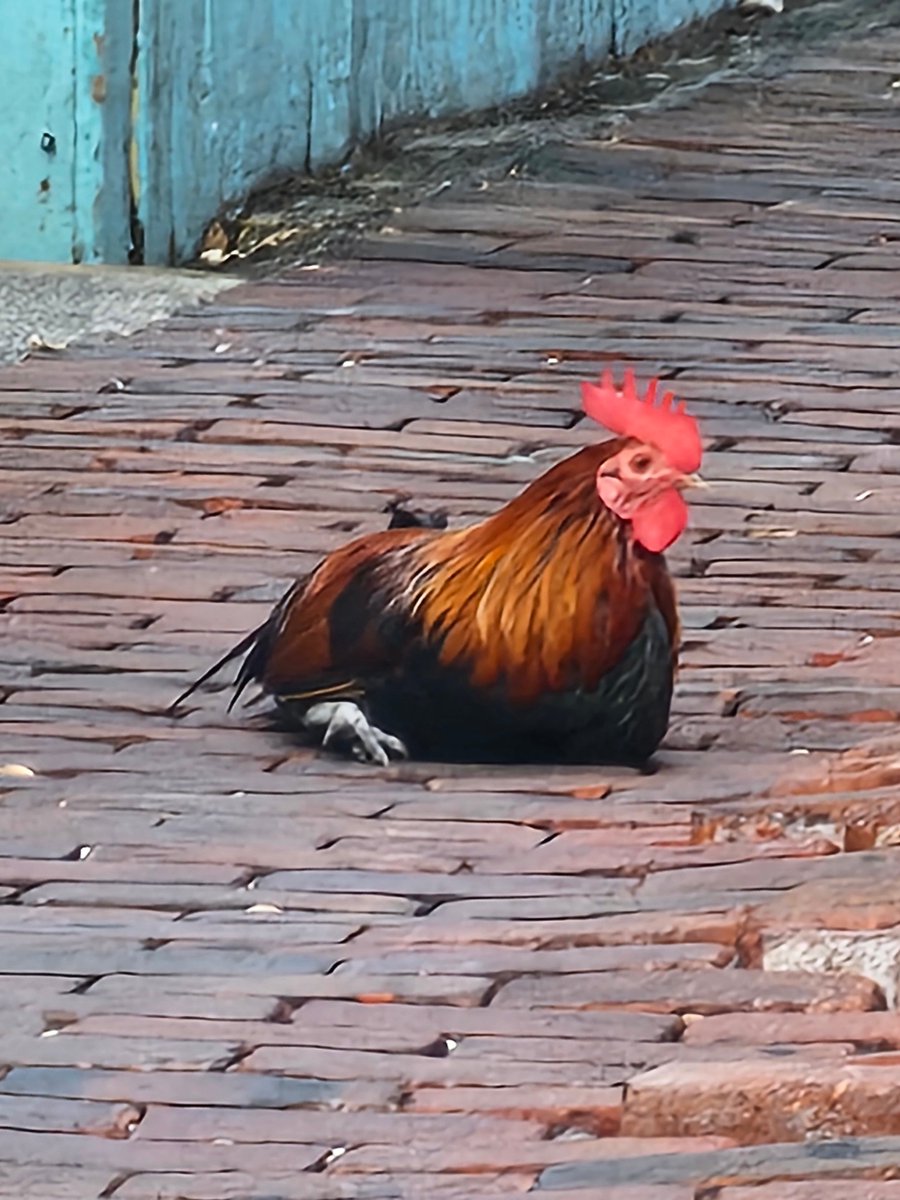 FlaKeysResorts's tweet photo. Why didn’t the rooster cross the road in Key West? 🐓

After a night on Duval Street? Even the rooster needed a nap after that party! 😴🍹

#KeyWestHumor #RoosterLife #IslandVibes #DuvalStreetNights #WhyDidTheRooster #KeyWestBars #IslandLife https://t.co/kSNgYkGLbH