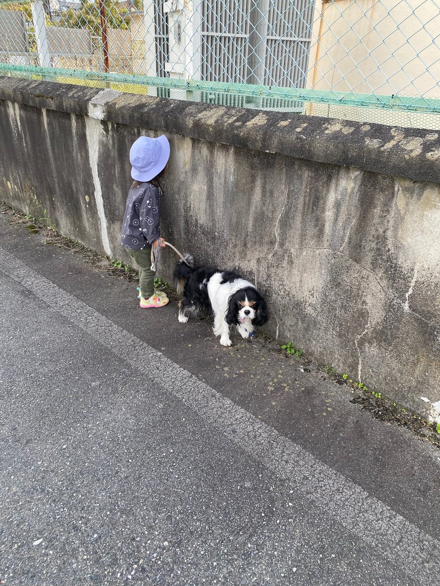 okaaahan's tweet photo. いないいないばあ〜
なかなか進まない散歩でも
ちゃんと合わせられる
れっちゃん、さすがです👍

#れれれのれっちゃん
#レム
#散歩
#セナが居なくなってから
#歩かなくなってたけど
#また歩くようになった
#れっちゃんなりに
#前に進んでる
#止まったままなのは
#わたし https://t.co/qkKFnR3o3s