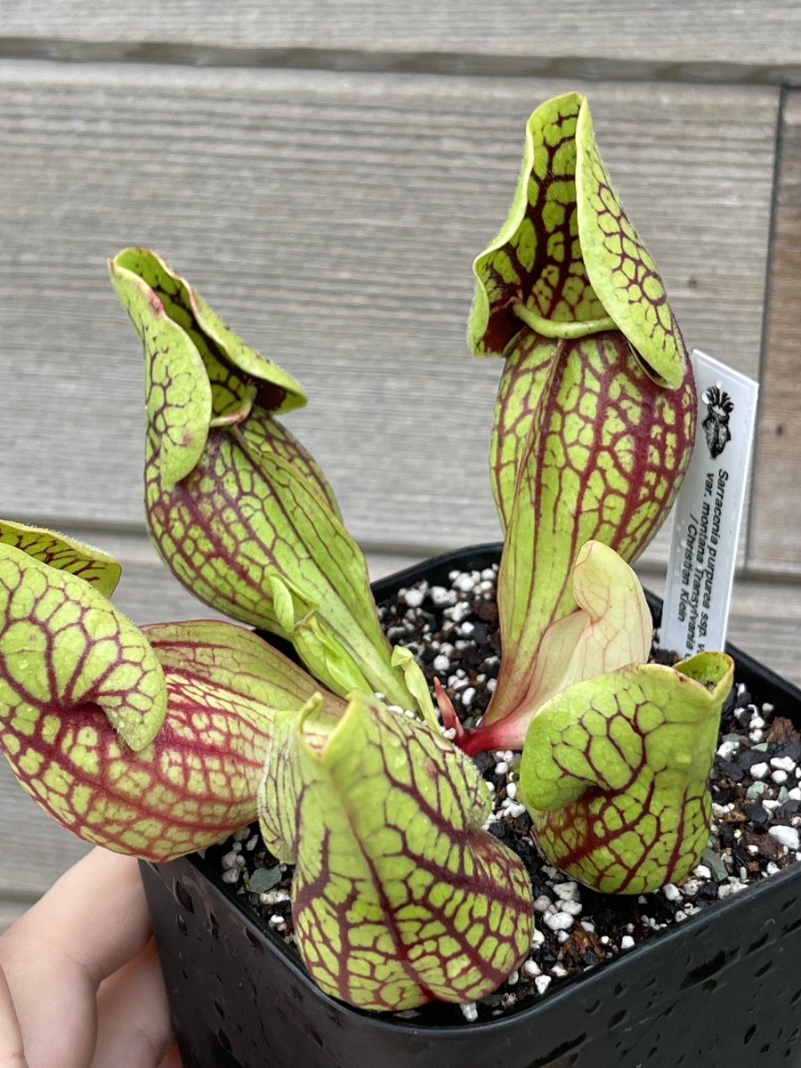 cephMania's tweet image. "ssp. venosa var. montana Transylvania Co." CK
見た瞬間「マクドやん」ってなりました。
モンタナは様々な由来元がある為それぞれ網目の出方など違いはありそうですがこのトランシルバニア社のモンタナはやばいです🤙

#Sarracenia #サラセニア #purpurea #プルプレア