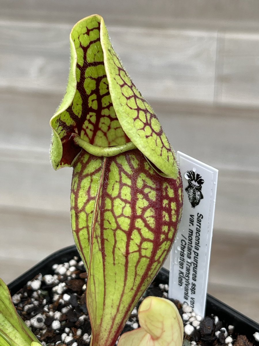 cephMania's tweet image. "ssp. venosa var. montana Transylvania Co." CK
見た瞬間「マクドやん」ってなりました。
モンタナは様々な由来元がある為それぞれ網目の出方など違いはありそうですがこのトランシルバニア社のモンタナはやばいです🤙

#Sarracenia #サラセニア #purpurea #プルプレア