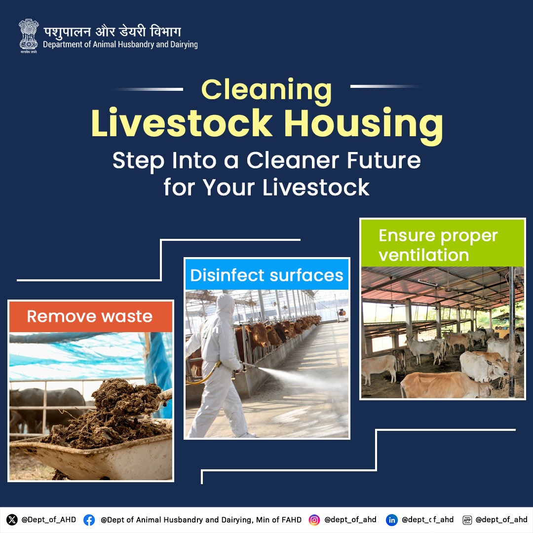 Dept_of_AHD's tweet photo. Step Into a Cleaner Future for Your Livestock!
Elevating Livestock Health with Swachhata
Follow our step-by-step guide to keep your animal housing clean and safe. A clean living space is crucial for the health and happiness of your livestock.
#SpecialCampaign4
#CleanHousing #SwachhataOnFarms