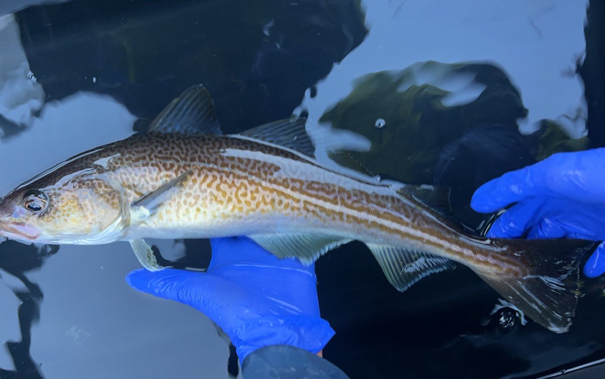 Saron and Lotte tagged 21 Atlantic cod last week in Svalbard! Now we just have to wait some months before we have more data on cod up in the high Arctic