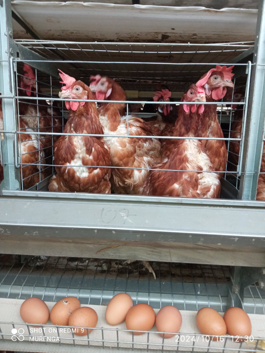 BigBird 🐦 tweet media