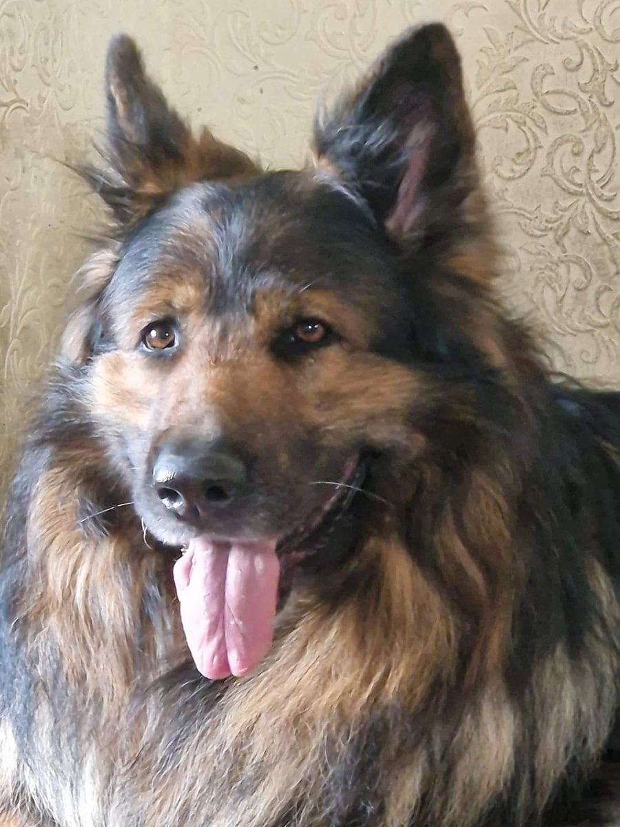 Various sightings of a dog like SHADOW around the loopline (which leads all the way to his home) in Aintree #Liverpool 

Please keep eyes open for him 🤞🙏