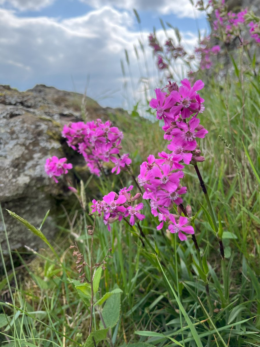 BSBI Scotland (@bsbiscotland) on Twitter photo Join us at the #ScotBotanistsConf <a href="/TheBotanics/">Royal Botanic Garden Edinburgh</a> to find out how this stunning but nationally rare Sticky Catchfly is getting on in the Ochils! Join us at the #ScotBotanistsConf <a href="/TheBotanics/">Royal Botanic Garden Edinburgh</a> to find out how this stunning but nationally rare Sticky Catchfly is getting on in the Ochils!