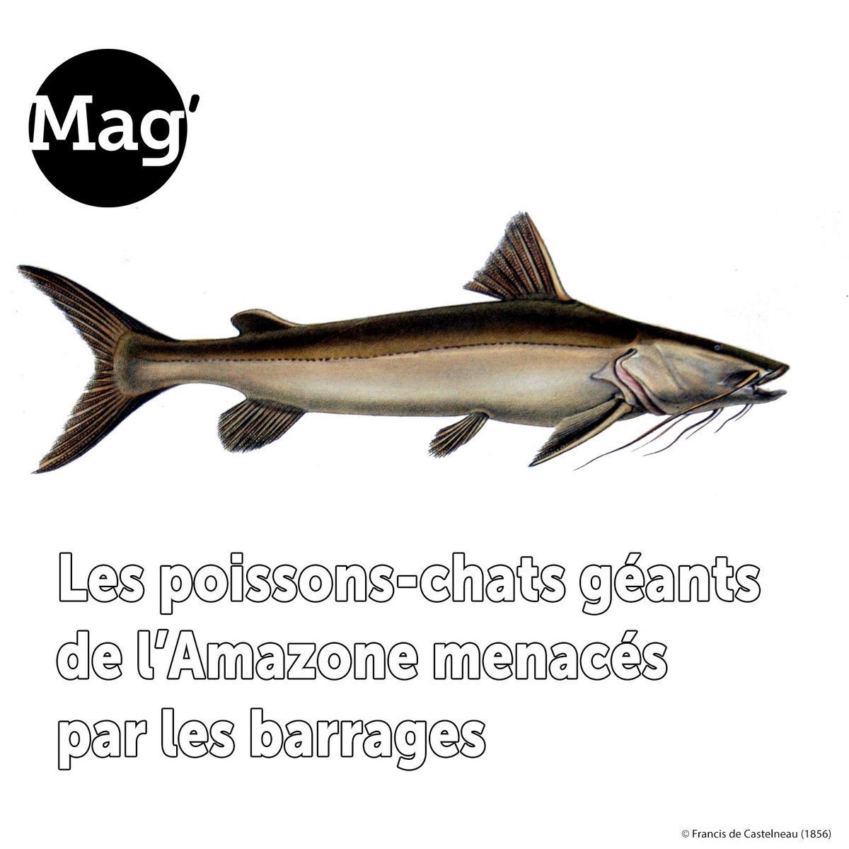 #ActuScience | Les barrages entravent la migration reproductive des #poissons-chats géants du bassin de l’#Amazone et menacent leur pérennité. Une étude menée par des spécialistes de l’#IRD et leurs partenaires 🇧🇷 et 🇵🇪 établit l’impact de ces obstacles : lemag.ird.fr/fr/les-poisson…