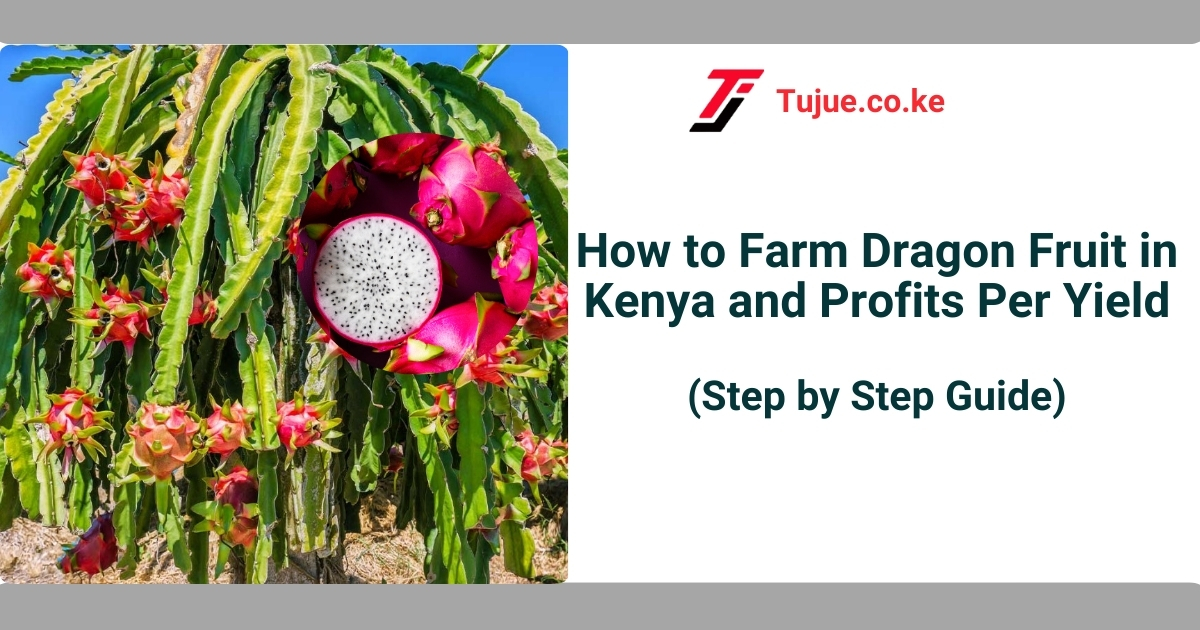 Here is a step by step guide on how to farm dragon fruit in Kenya, its profitability, and best practices #tujuemedia
tujue.co.ke/how-to-farm-dr…