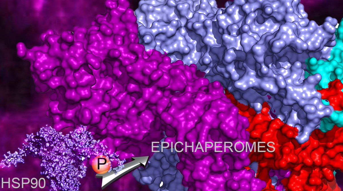 Gabriela Chiosis (@gabrielachiosis) on Twitter photo What makes #Cancer so aggressive and adaptable? Read more in rdcu.be/dXaqk <a href="/NatureComms/">Nature Communications</a> from <a href="/chiosislabmskcc/">Chiosis Lab</a> <a href="/MSKCancerCenter/">Memorial Sloan Kettering Cancer Center</a> #CancerResearch #Epichaperomes #PTMs #Phosphorylation #MDSimulations #ProteinConformation What makes #Cancer so aggressive and adaptable? Read more in rdcu.be/dXaqk <a href="/NatureComms/">Nature Communications</a> from <a href="/chiosislabmskcc/">Chiosis Lab</a> <a href="/MSKCancerCenter/">Memorial Sloan Kettering Cancer Center</a> #CancerResearch #Epichaperomes #PTMs #Phosphorylation #MDSimulations #ProteinConformation