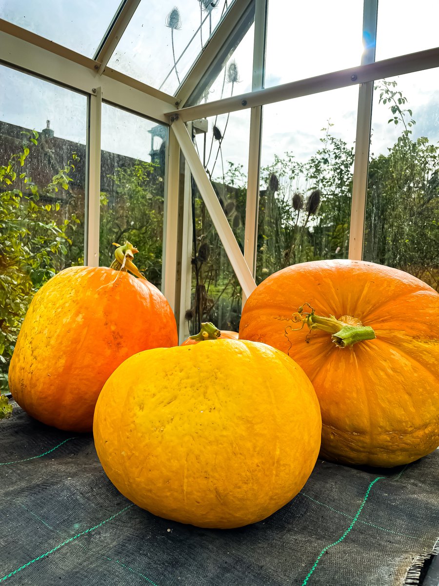 OsterleyNT's tweet photo. 🎃Spotted: Pumpkins at Osterley Park! 🎃

Despite all the rain this season, our garden team managed to produce a great batch of pumpkins that you might have seen on display in the Stables Café! https://t.co/EtctzSfYQ2