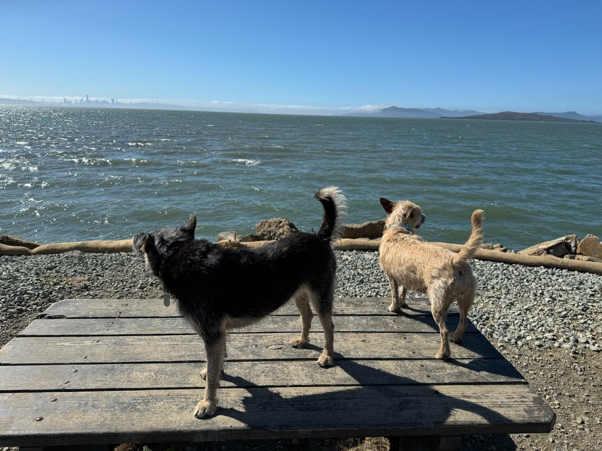 CynthiaDianneM1's tweet photo. In the next 12 hrs (until 5 pm PST) ANY donation to @WChildCancer will be match funded! Please consider donating to this wonderful charity whose patron is our fav #CaitrionaBalfe 🙏🧡
Go #TeamOutlander & my pooches Darcy & Stella who are walking with me!!
https://t.co/vzFvKyljEJ https://t.co/gjIGDvC5sT