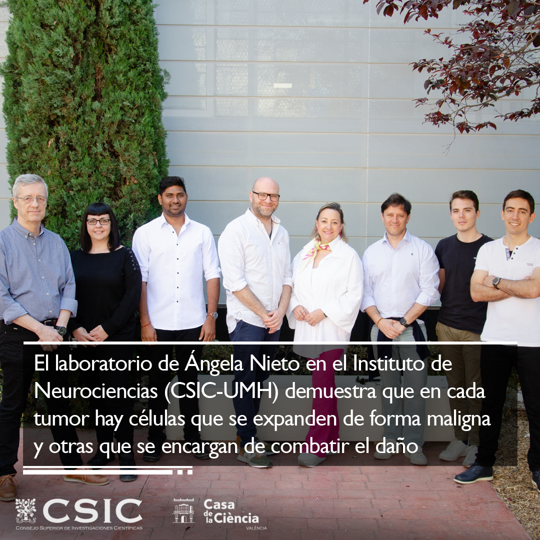 Casa de la Ciència CSIC València (@csicval) on Twitter photo Un estudio del laboratorio de <a href="/NietoAngela/">Angela Nieto</a> en el <a href="/NeuroAlc/">Instituto de Neurociencias UMH-CSIC</a> revela que las células cancerosas compiten a favor y en contra del desarrollo del tumor. El trabajo publicado en ‘Nature Cancer’ permite abordar cánceres muy metastásicos, agresivos y resistentes.
delegacion.comunitatvalenciana.csic.es/un-nuevo-estud… Un estudio del laboratorio de <a href="/NietoAngela/">Angela Nieto</a> en el <a href="/NeuroAlc/">Instituto de Neurociencias UMH-CSIC</a> revela que las células cancerosas compiten a favor y en contra del desarrollo del tumor. El trabajo publicado en ‘Nature Cancer’ permite abordar cánceres muy metastásicos, agresivos y resistentes.
delegacion.comunitatvalenciana.csic.es/un-nuevo-estud…