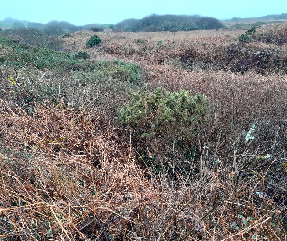 South West Peatland Partnership tweet media