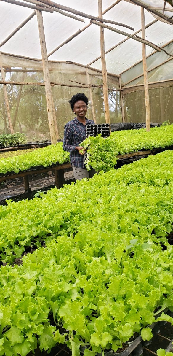 Happy World Food Day!!!!!!

Celebrating the incredible hands behind the food we eat daily.
We appreciate your efforts to feeding the nation.
#horticulture
#WorldFoodDay2024
#climatesmartagriculture
#vegetableproduction
#youthinagriculture <a href="/WFF_Uganda/">WFF_UgandaChapter</a> <a href="/farm_kiosk/">Farm Kiosk</a> <a href="/MAAIF_NFLC/">🇺🇬National Farmers' Leadership Centre</a>