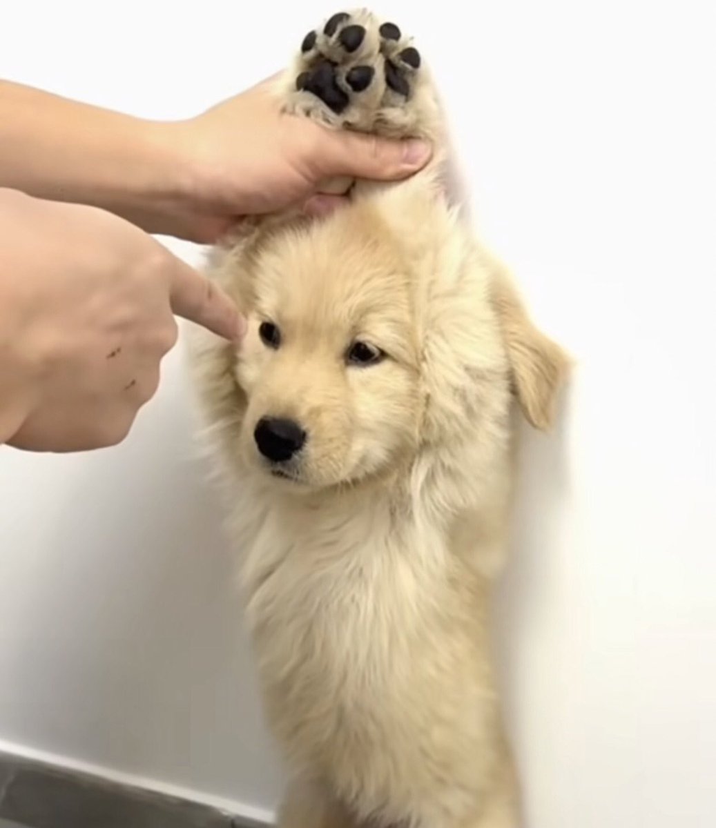 takemybear 🐶 tweet media