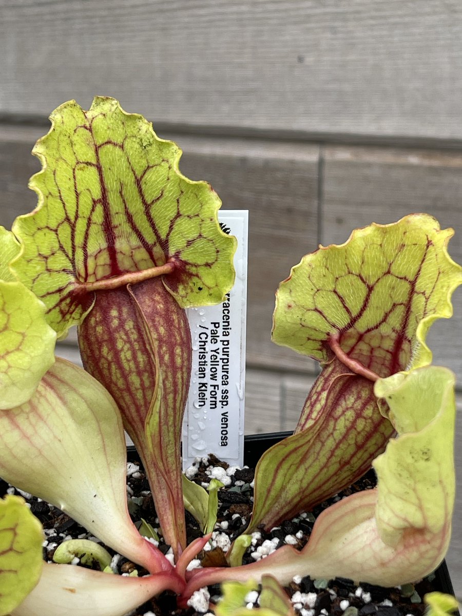 cephMania's tweet image. "ssp. venosa Pale Yellow Form" CK
プルプレアって多種多様でコンパクトで好きだなぁ🥰
この品種も綺麗すぎて素晴らしい！👌

#sarracenia #サラセニア #purpurea #プルプレア #ペールイエロー