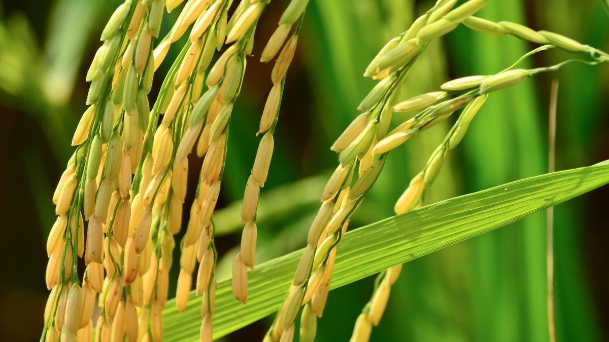 INASE_UY's tweet photo. 🌾"Caracterización del potencial germinativo de las #semillas y el vigor de las plántulas de genotipos de #arroz bajo condiciones de frío" Compartimos artículo en base al trabajo final de grado de @fmakoss 
¡Gracias Ana Laura Pereira @INIA_UY y Nicolás Glison @FagroUdelar por su contribución en todo el proceso! 
👉 https://t.co/n9y57GSmA2 Vía Revista @ACAoficial