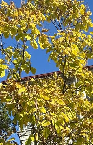 iyisenaryo's tweet image. Sonbahar
#Autumn #renkler #color #Foto