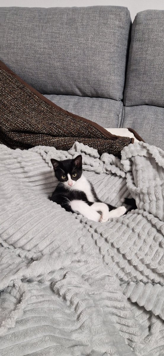 Jaggorla's tweet photo. La cara de tu gata después de ponerse hasta el culo de chuleta 🫠 https://t.co/yFkLEAsEuX