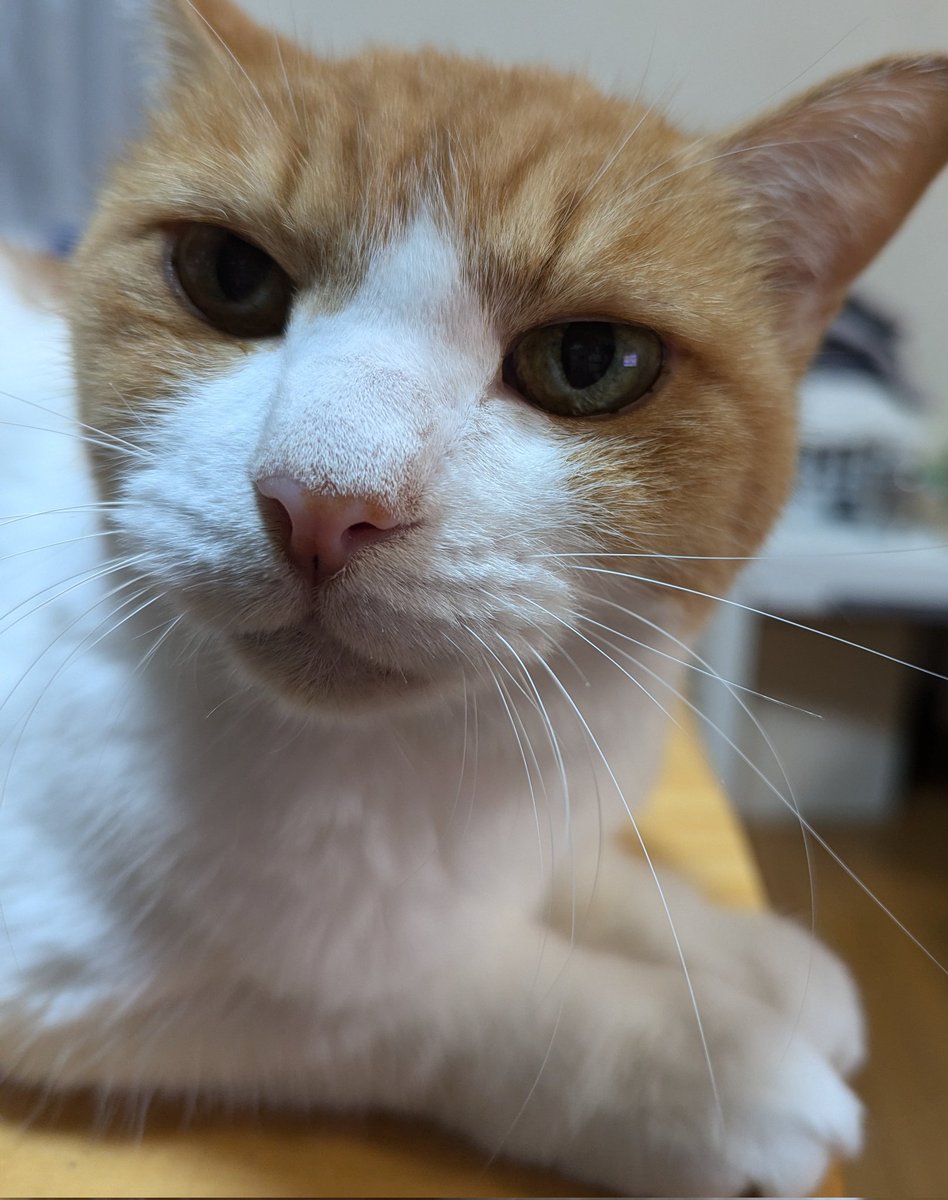 1118uma's tweet photo. 朝　爪で起こされた🐱
4年前　亡くなったみーちゃんの子供グーちゃん　見間違えか　みーちゃんに見えて　寝起きから涙💧
わかってる　今居る６🐱を一番にって、ふと会いたくなる😭#猫好き　#猫好きさんと繋がりたい　#猫 https://t.co/GQ05UOSVSO