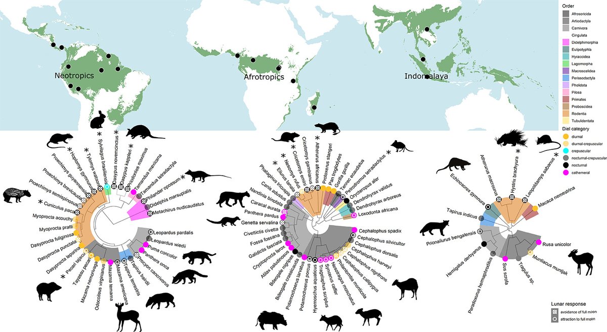 Royal Society Publishing (@rsocpublishing) on Twitter photo Variation in moonlight with the moon’s phases impacts the behaviour of tropical forest animals beneath the canopy: ow.ly/LeFz50TMtV5 #ProcB
<a href="/SemperPascual/">Asunción Semper-Pascual</a> <a href="/BeaudrotLydia/">Lydia Beaudrot</a> <a href="/PatrickAJansen/">Patrick Jansen 🐾</a> <a href="/steigj/">Steig Johnson</a> @jorahum <a href="/euzabaho/">Eustrate Uzabaho</a> <a href="/MugerwaBadru/">Badru Mugerwa</a> <a href="/WildInsights/">Wildlife Insights</a> Variation in moonlight with the moon’s phases impacts the behaviour of tropical forest animals beneath the canopy: ow.ly/LeFz50TMtV5 #ProcB
<a href="/SemperPascual/">Asunción Semper-Pascual</a> <a href="/BeaudrotLydia/">Lydia Beaudrot</a> <a href="/PatrickAJansen/">Patrick Jansen 🐾</a> <a href="/steigj/">Steig Johnson</a> @jorahum <a href="/euzabaho/">Eustrate Uzabaho</a> <a href="/MugerwaBadru/">Badru Mugerwa</a> <a href="/WildInsights/">Wildlife Insights</a>