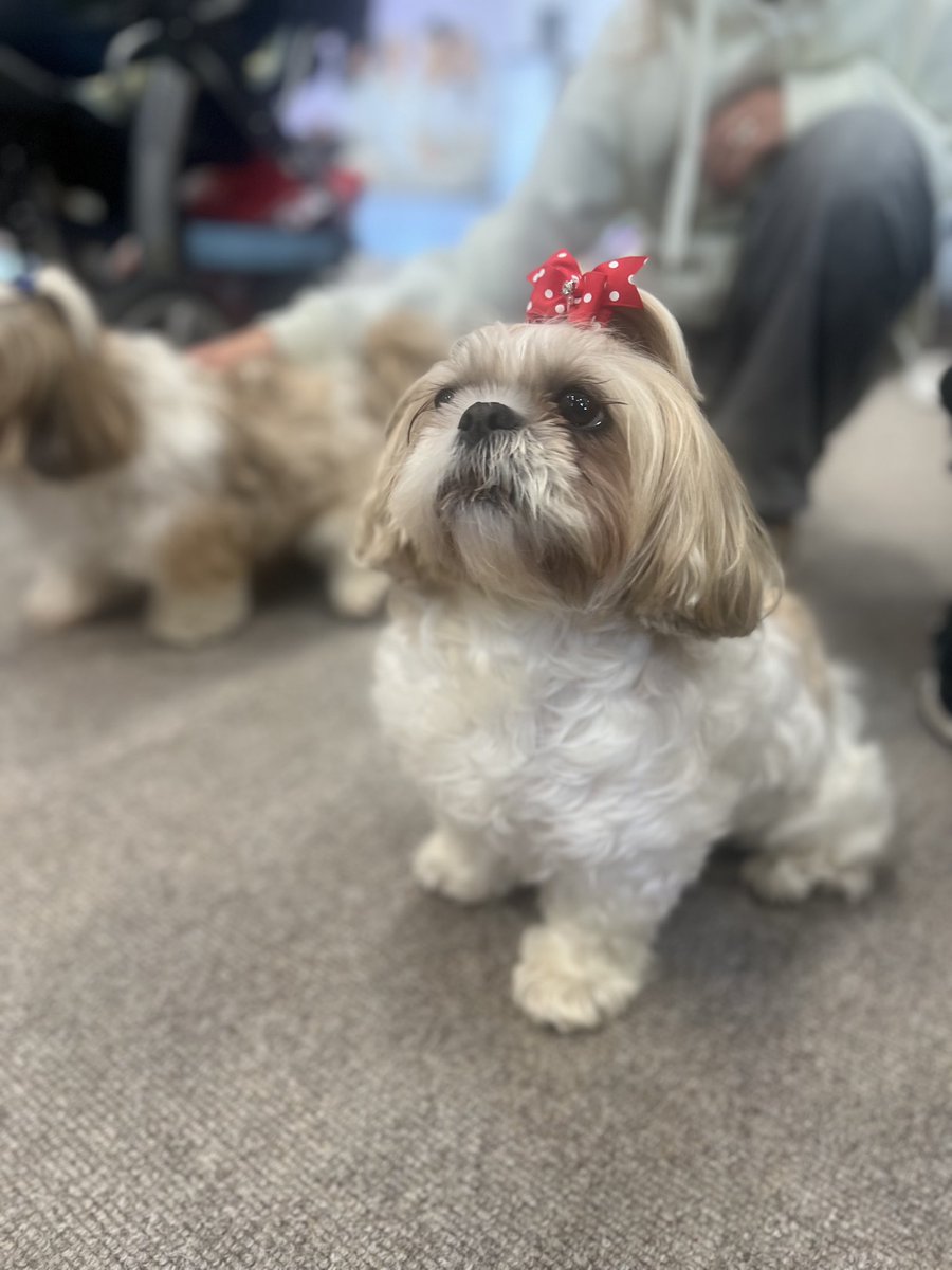 WhistledownInfa's tweet photo. Wie entzückend, meine Lieben😍 Die tierische Gesellschaft hier ist wahrlich königlich – so viele kleine Begleiter, die selbst das Herz der Queen erwärmen würden. Ein wahrer Beweis für die Tierfreundlichkeit der #infa! 🐕✨ #tierischgut #hundefreund #cutie #bridgerton https://t.co/pI504u8B3d