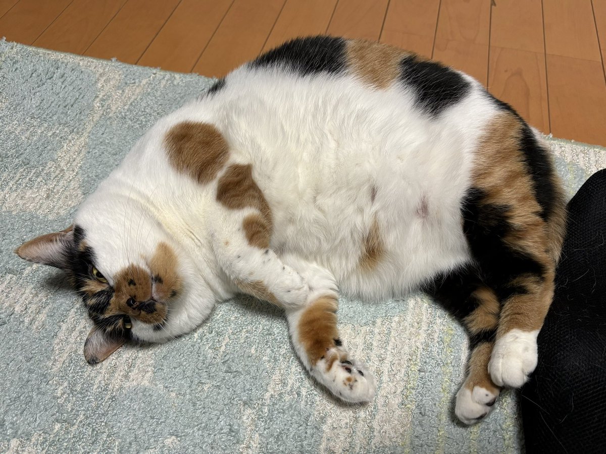 mican0502's tweet photo. すみれの体重測ったら…6.7キロになっとった…やばいやばい…
飼い主の責任だ、心を鬼にしてダイエットフードにする！（いやしてるし！） https://t.co/hP0C6aCnZ8