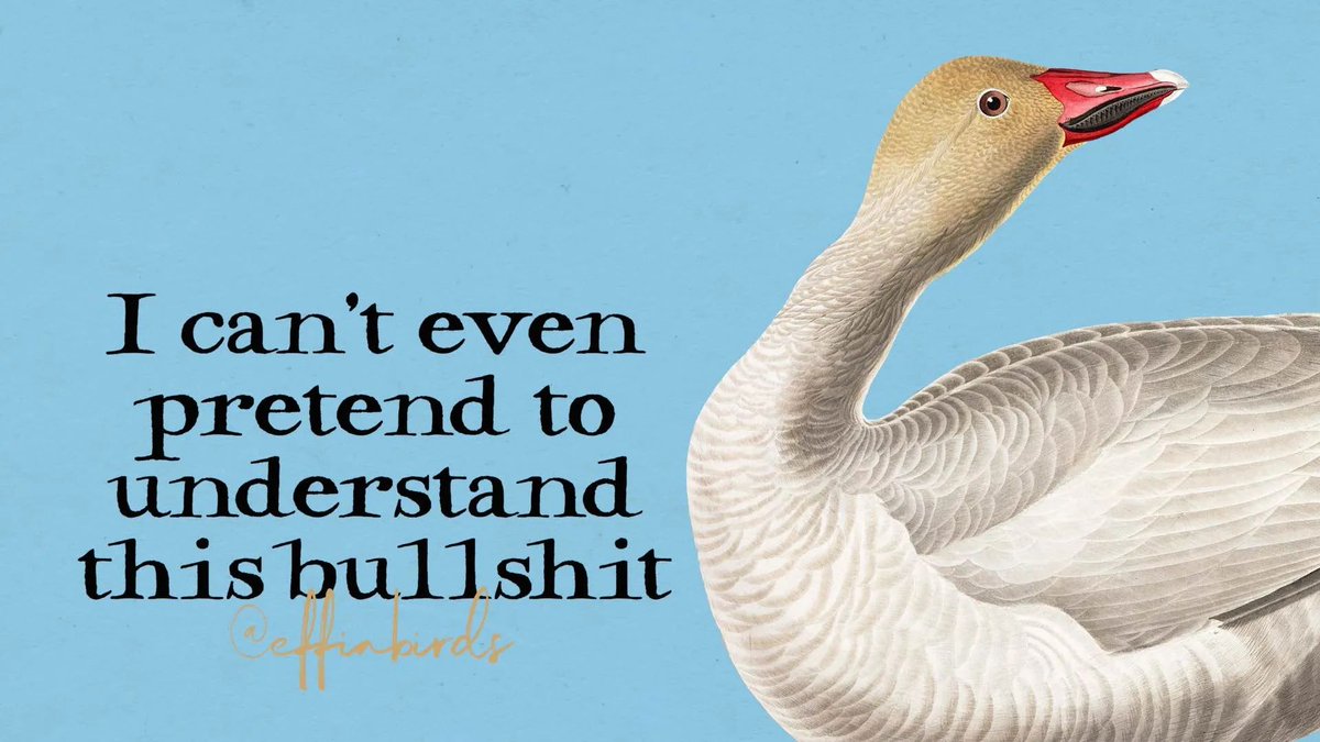 EffinBirds's tweet photo. https://t.co/UxbE5VdynD