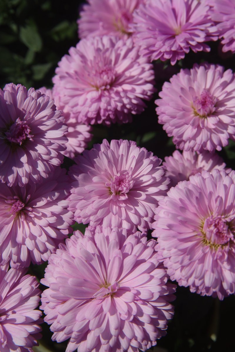 gontanokoneroku's tweet photo. Aster 😊 

#Photography #Flowers #Aster https://t.co/b3l0HIX0EN