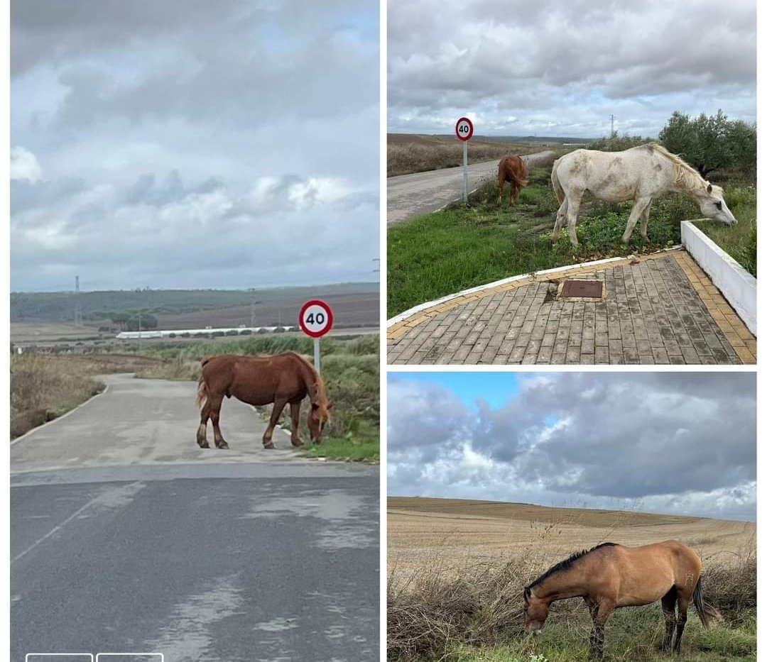 Y siguen los equinos sueltos y por las carreteras.
Esta vez en el camino Badufo.
¿Hasta cuándo vamos a soportar este anacronismo ?
Las competencias en esta materia  las tienen los Ayuntamientos pero la <a href="/AndaluciaJunta/">Junta de Andalucía</a>  tiene la obligación de hacer cumplir la ley y la <a href="/DipuHU/">Diputación de Huelva</a> es