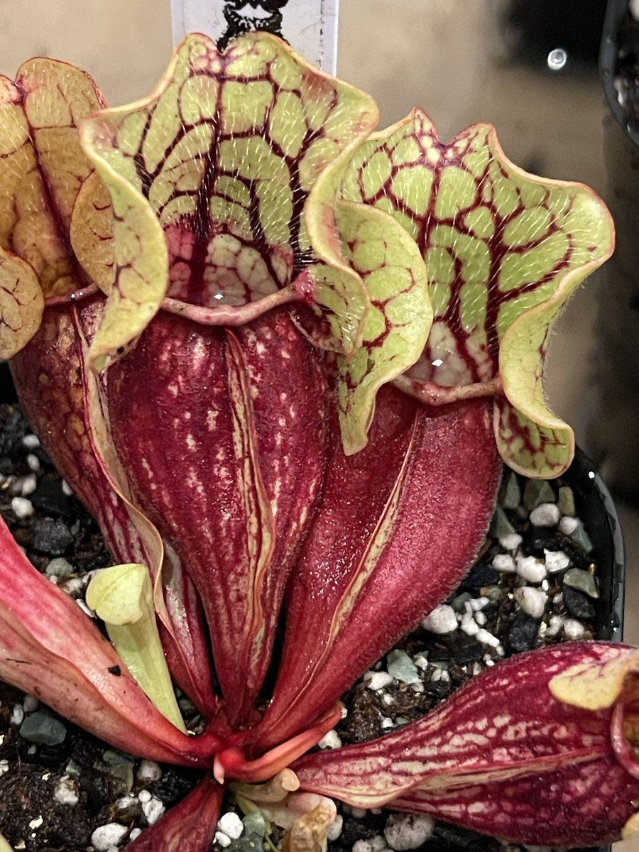 cephMania's tweet image. "ssp. venosa Belly of Blood SG" CK
オリジナルではありませんがオリジナルと大して変わらない素晴らしい特徴を持っている品種です。
簡単に言うとリッドは黄緑、ピッチャーは赤です。

#sarracenia #サラセニア #purpurea #プルプレア #ベリーオブブラッド