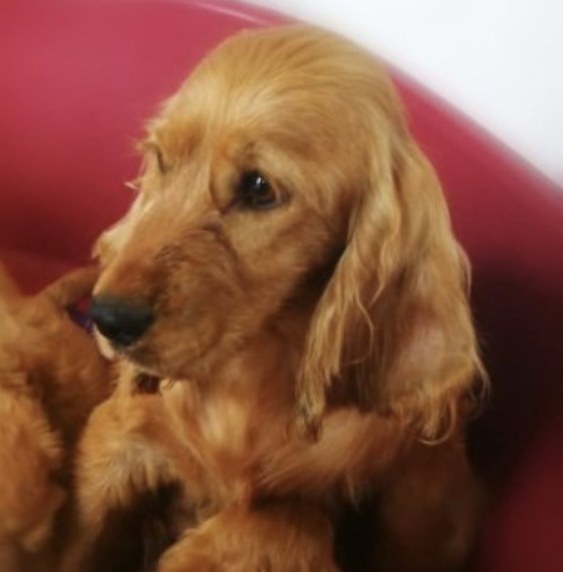 rosieDoc2's tweet photo. #SpanielHour 

COCKER 1 #STOLEN 
A young adult at the time 5/3/21 
Sandy with long ears and smoother type coat than others taken 
#Doneraile #CountyCork SOUTHERN IRELAND 

https://t.co/4Cn5LuUIYw

@MissingDogsIrl @MissingStolen @Michellecstitch @JacquiSaid @juliagarland73 @bs2510 https://t.co/dgng6XGbIu