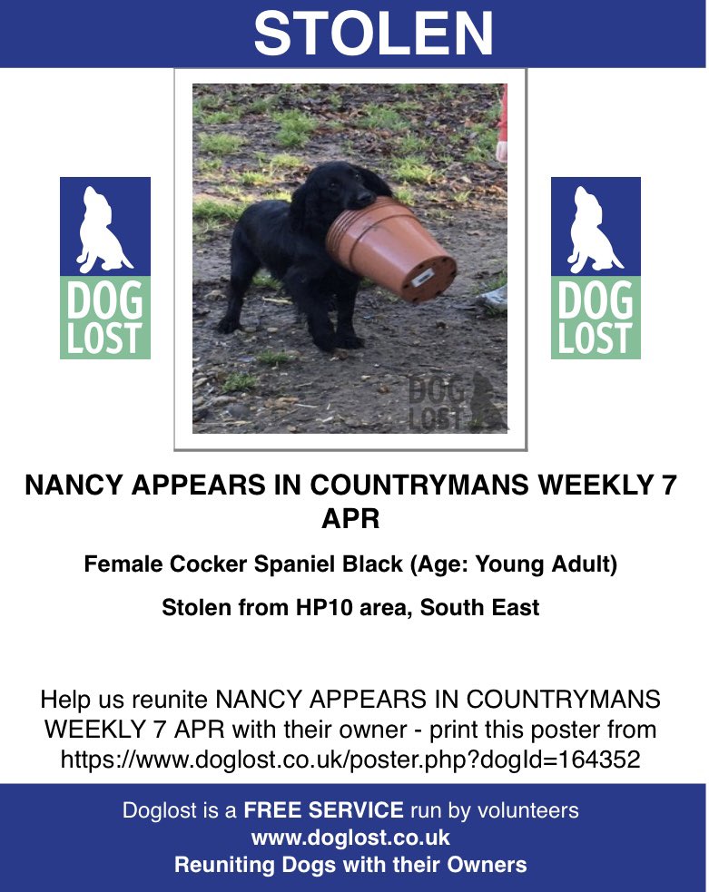 rosieDoc2's tweet photo. #SpanielHour 

WE ALL REMEMBER NANCY - this photo of when she was happy at home with her family 
Female black #Cocker only a young adult so much fun to be had WHERE IS SHE NOW? 
#WooburnCommon #HP10 
Lots of media coverage for NANCY brought no news 🗞️ 

https://t.co/qZDlNIRfGn https://t.co/GhtuKE15MJ
