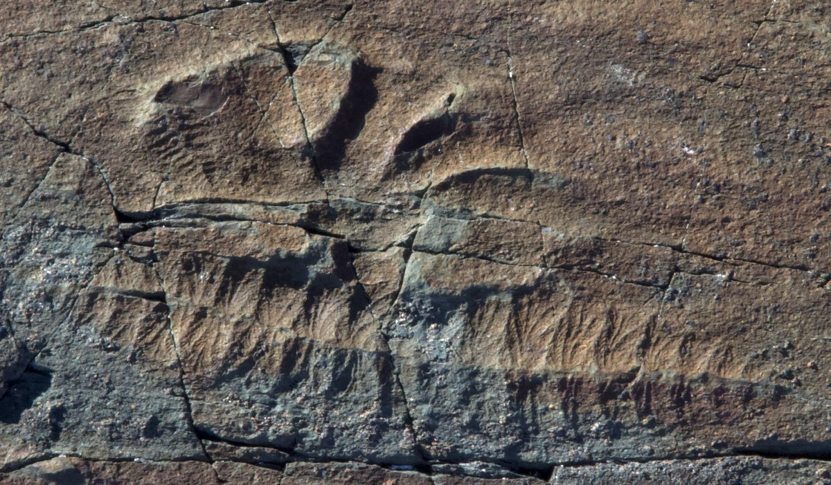Seems it’s #nationalfossilday! Here are two important fossils I’ve studied in recent years: #Mamsetia (the world’s oldest known muscular organism) and #Fractofusus (the most common #Ediacaran fossil in #Newfoundland). I can’t describe the joy this work has given me. ❤️‍🔥