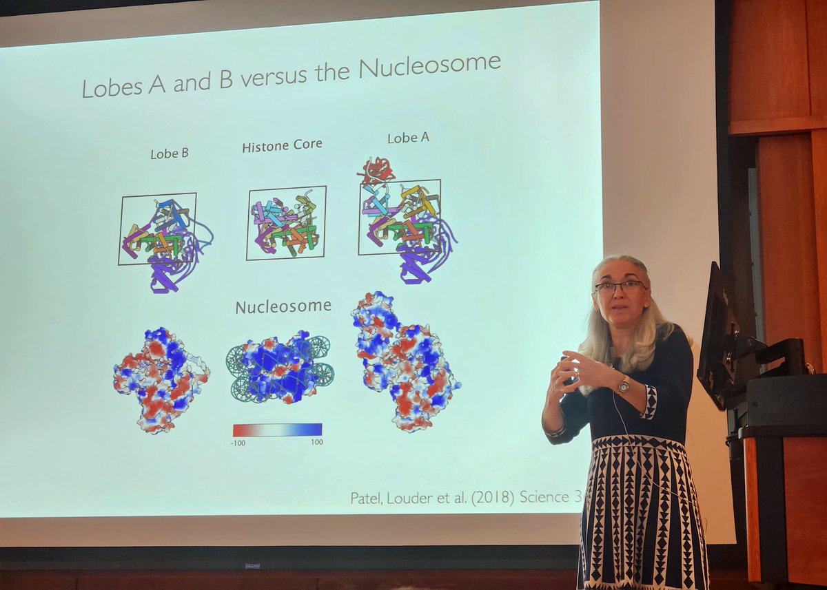 UNC_BCBP's tweet photo. Wrapping up an amazing 2-day visit with Dr. Eva Nogales for our Mary Ellen Jones Distinguished Women in Science Lecture Series. Her career talk was truly inspiring: ‘I never considered the option of giving up.’ Huge thanks to our grad student hosts Dalia, Gracie, and Derek &amp; all! https://t.co/iAJiSayfLi