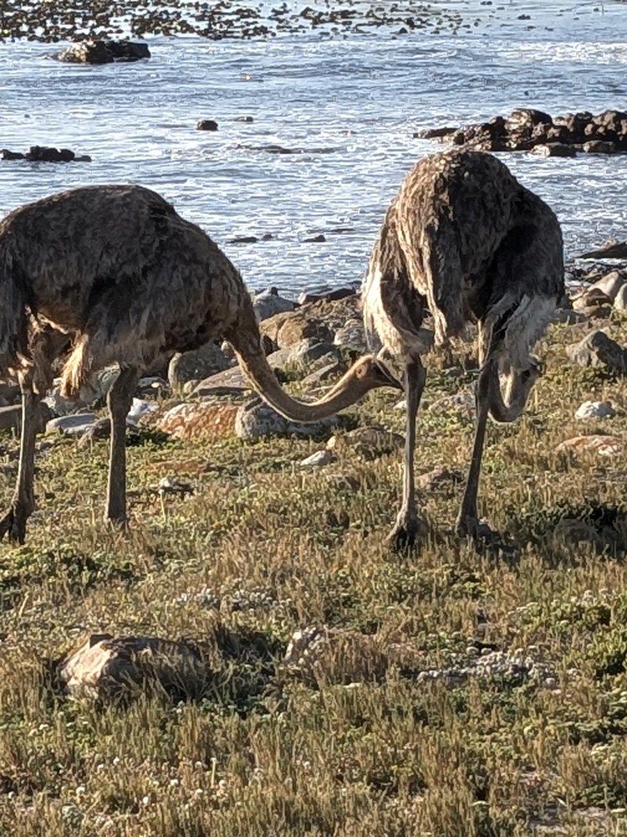 kerdcol's tweet photo. A day of nautical safari in South Africa. https://t.co/B6QG8Xlb38