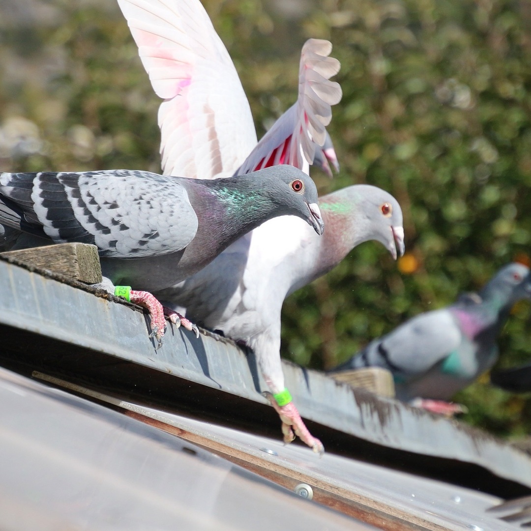 RacingpigeonsC's tweet photo. The food is ready
#food #ineedsomefood #wednesday #valoft #pigeons #racingpigeons #birds #birdsofinstagram https://t.co/nAsf6kcMpm https://t.co/ngmyw9CAMA