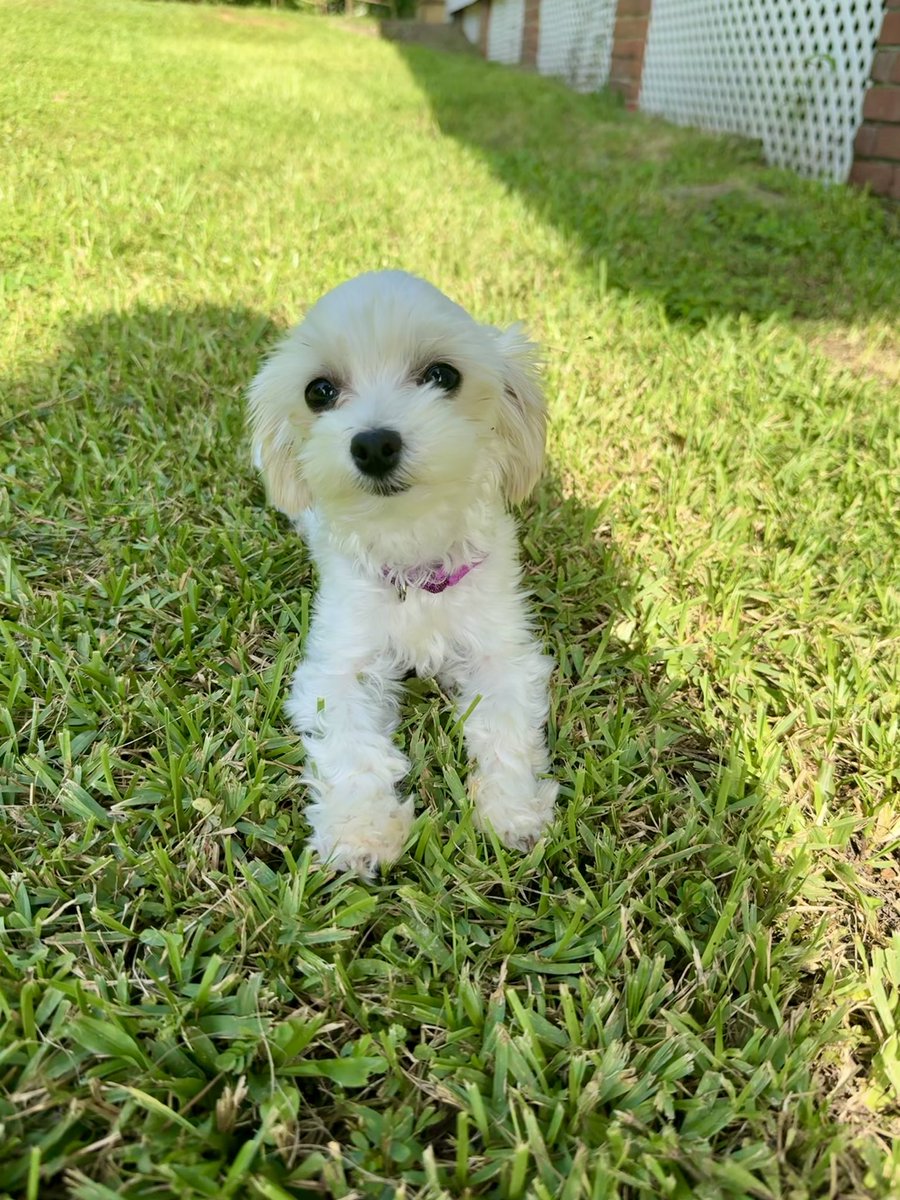 annwallacedero's tweet photo. @USMGoldenEagles Ellie loves her Golden Eagles🖤💛 https://t.co/4MgtkJEA7Y