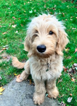 millypod1's tweet photo. 🆘16 OCT 2024 #Lost INUS #ScanMe
Golden Golden Retriever Female #PUPPY
Emmanuel Church West Hampstead #London #NW6 
nr #A41 
https://t.co/vvaGPPi5CX https://t.co/js0ASNhLzA