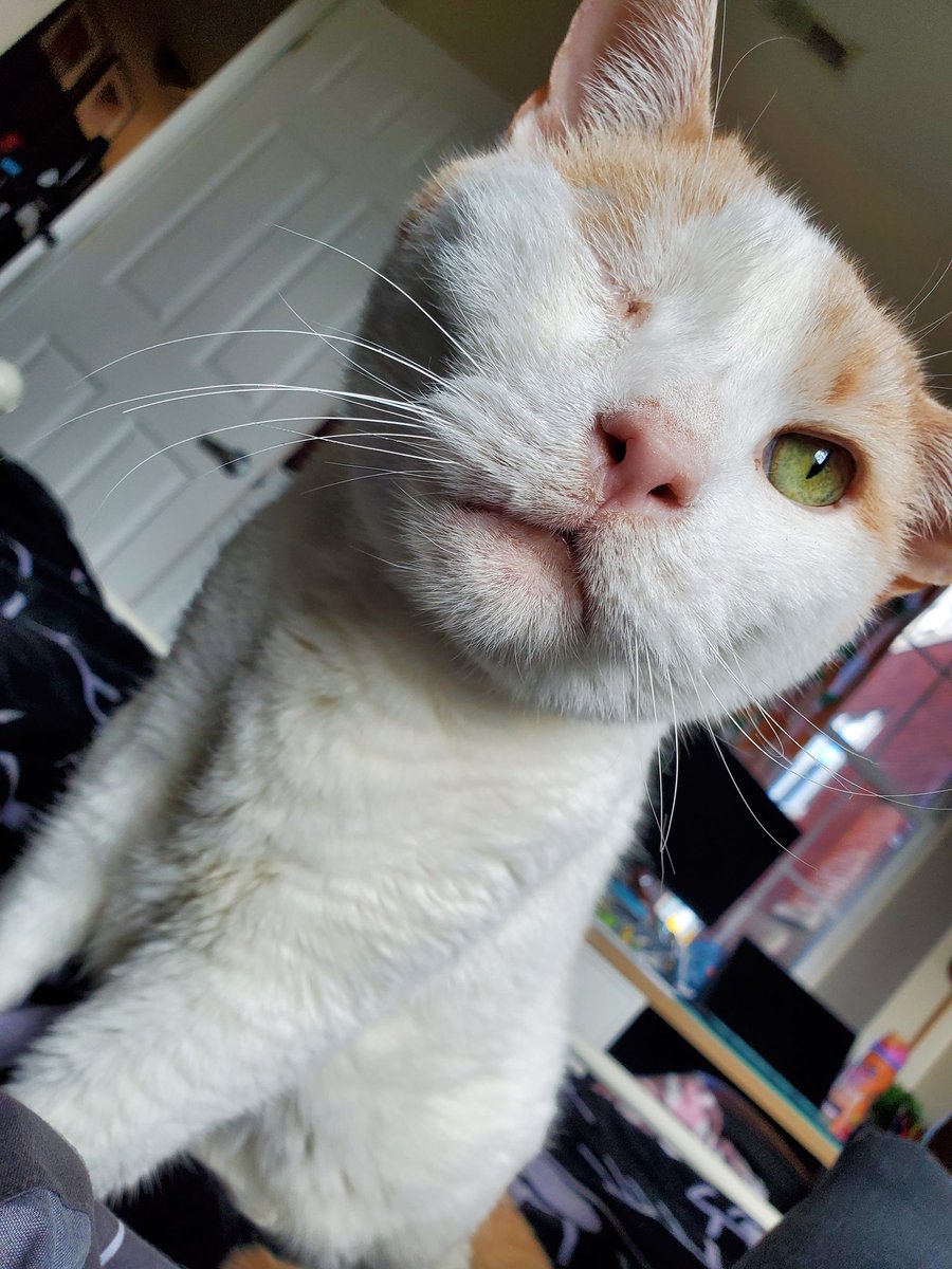 morgueline tweet media