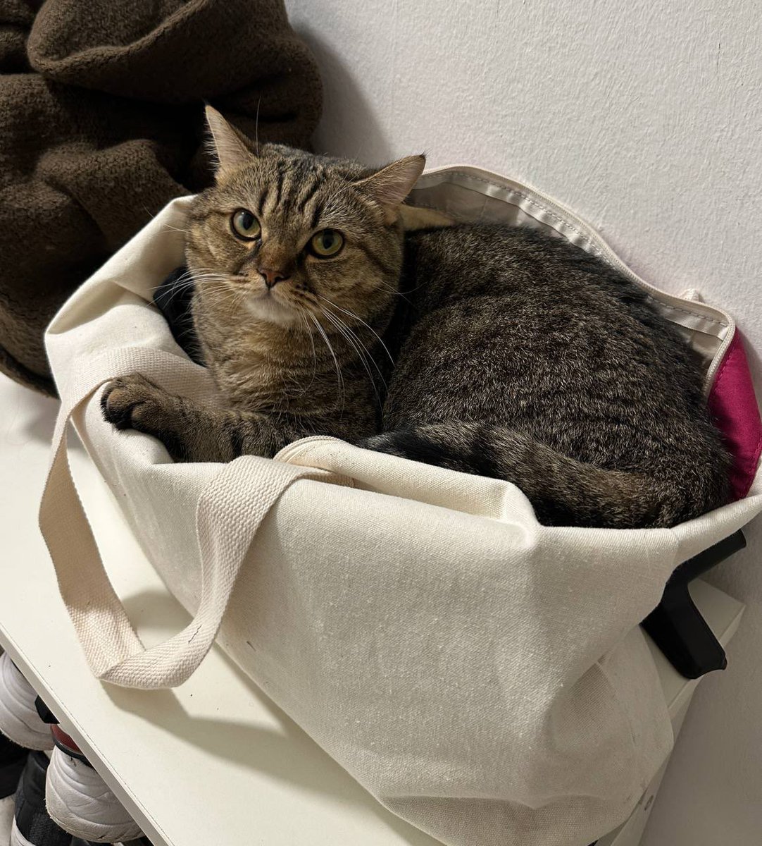 pandacham88888's tweet photo. @suganarium $mars @mars_onsol Grab a bag, cause we are sending Mars to moon. 

Ca: 77K7nL8yd755EuMXA2ojPJ1Vy2FrDbGbxyBJ5VD8sQWT https://t.co/ECuxE4XpIg