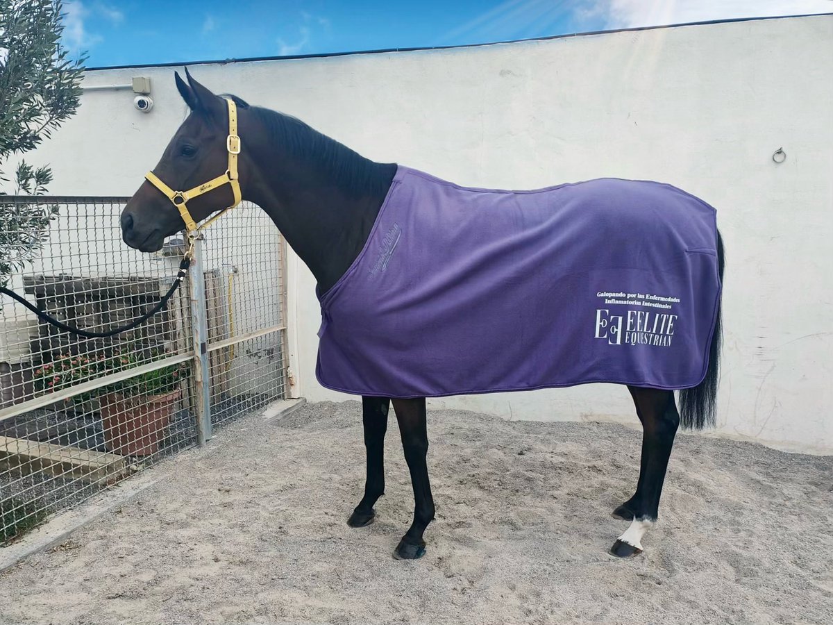 Guess who is rocking with her new <a href="/GalopandoporEII/">Galopando por las EII</a> blanket???? Our Sofiiii 🙌🙌💜💜🏇🏼🏇🏼🖤⭐️ #LaSofi 

<a href="/CMedinadiaz/">Cuadra Medina Díaz 🖤⭐</a> <a href="/Diazvieraingrid/">Ingrid_diaz</a> <a href="/GalopandoporEII/">Galopando por las EII</a>