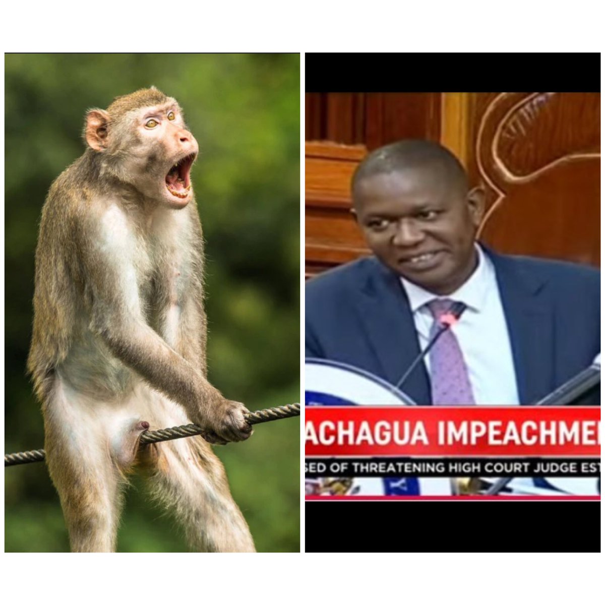 mbogoropnn's tweet photo. Feels like Mutuse is the one being impeached 🙆🏽‍♂️ https://t.co/cFxrsPM7f5