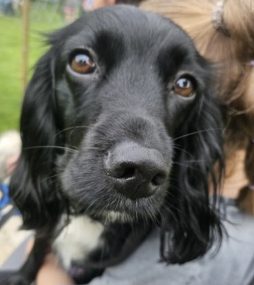 rosiedoc666's tweet photo. #SpanielHour
PENNY IS STILL NOT HOME
Female black #Sprocker with white on chest
CHIPPED & SPAYED
#TwigmoorWoods #DN16
https://t.co/ehxiz6C1Zm
@MsTKIndeed @JacquiSaid @juliagarland73 @Eloquencealways @RachaelB100 @LindaK89229939 https://t.co/AjbJjkMR08