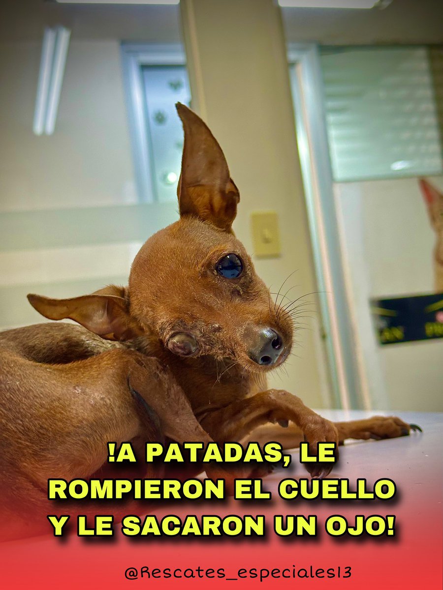 Rescates especiales. tweet media