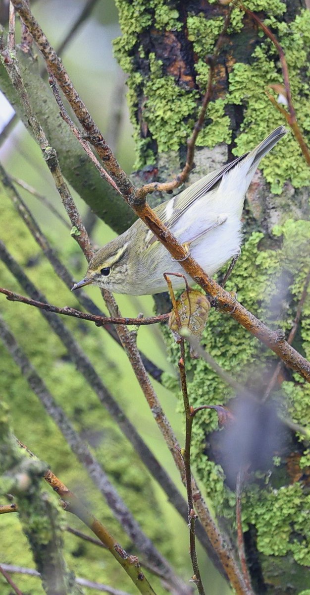 ScratchTrev's tweet image. Perfect timing as I arrived at Bempton this morning just minutes after @BirderRich found the Red-flanked Bluetail! Then saw his next find, a Dusky Warbler on cliff top!! Sharp guy! Some good padders to on back of a jam-packed cascade of migrants yesterday!