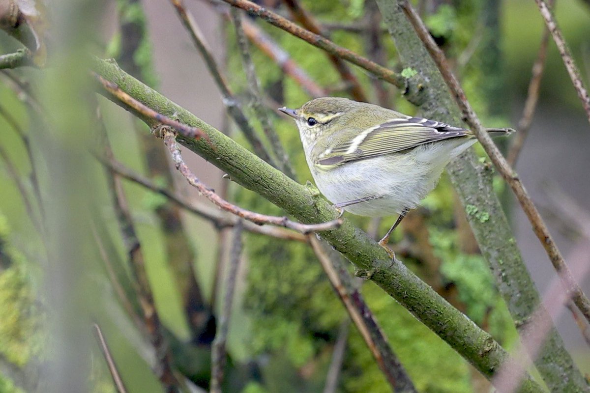 ScratchTrev's tweet image. Perfect timing as I arrived at Bempton this morning just minutes after @BirderRich found the Red-flanked Bluetail! Then saw his next find, a Dusky Warbler on cliff top!! Sharp guy! Some good padders to on back of a jam-packed cascade of migrants yesterday!