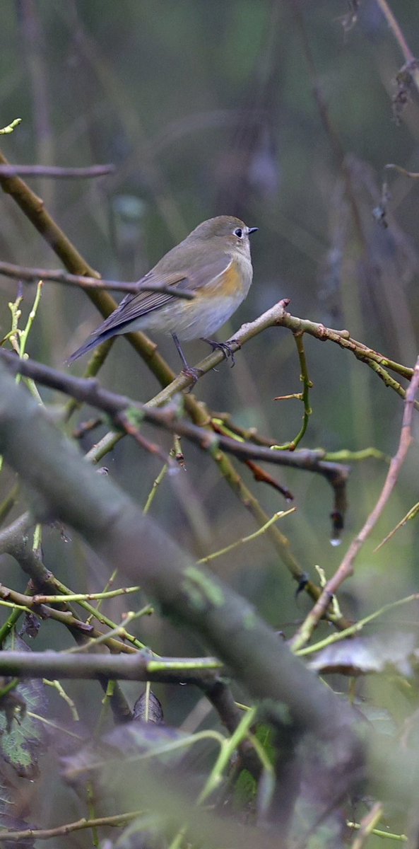 ScratchTrev's tweet image. Perfect timing as I arrived at Bempton this morning just minutes after @BirderRich found the Red-flanked Bluetail! Then saw his next find, a Dusky Warbler on cliff top!! Sharp guy! Some good padders to on back of a jam-packed cascade of migrants yesterday!