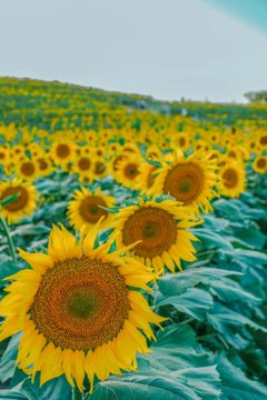 Bettyltgc's tweet photo. Although the sunflower is facing the sun, it always grows towards the sun. Plant sunflowers and make yourself a person who faces the sun. https://t.co/ryPQiFPc29